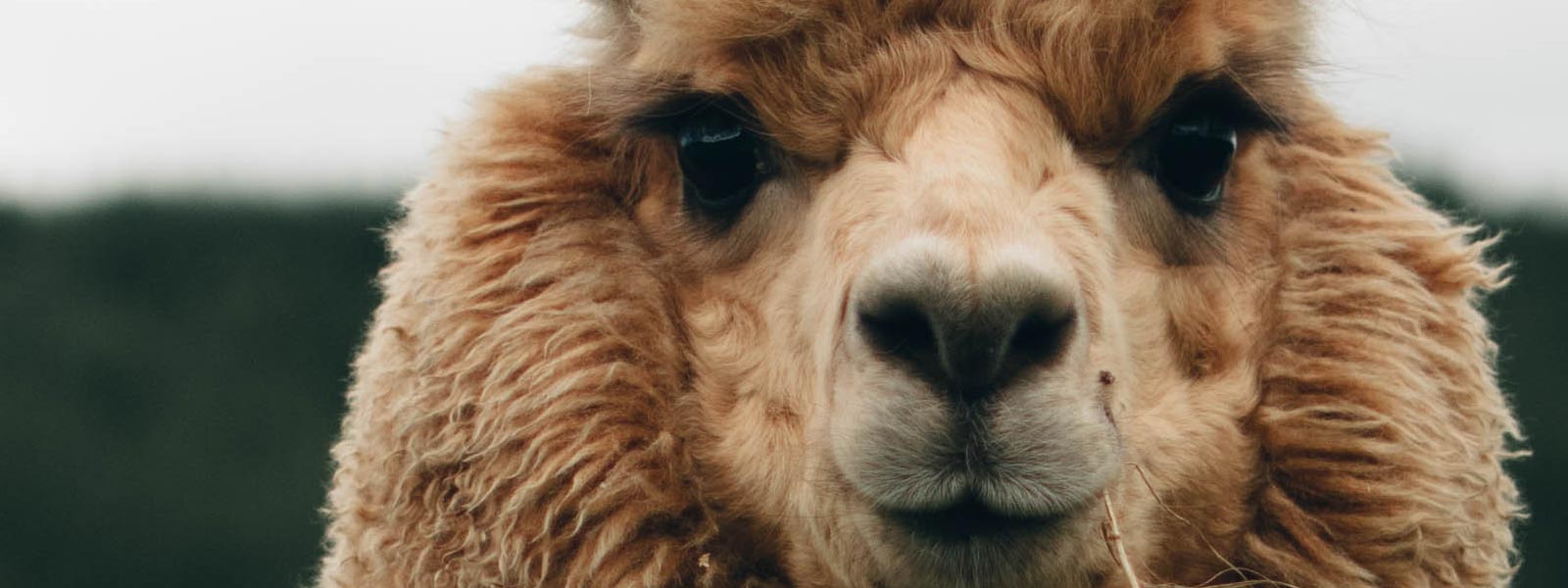 5 Reasons to Wear Alpaca Wool Socks