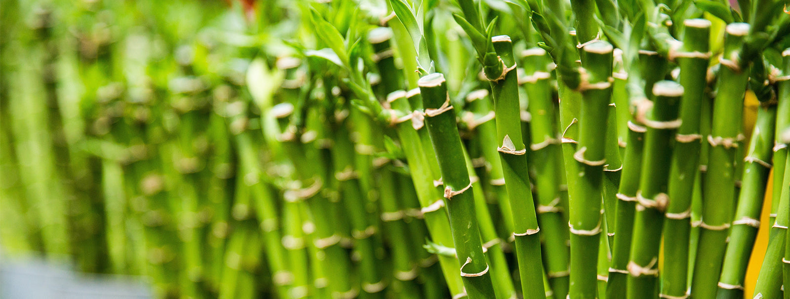 Why Bamboo Socks are an Important, Environmentally Friendly Investment